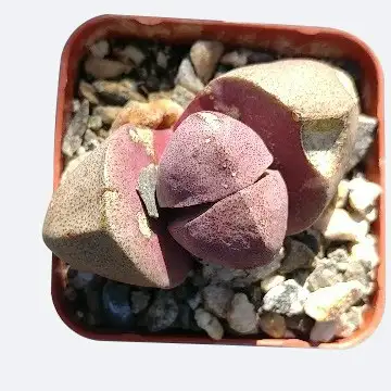 リトープス属 Lithops 花言葉 毒性 よくある質問 Picturethis リトープス属 Lithops 花言葉 毒性 よくある質問 Picturethis