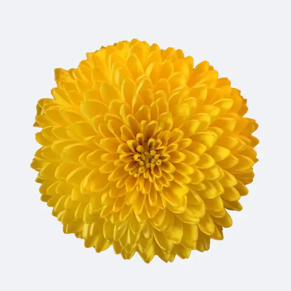 キク属 Chrysanthemum 花言葉 毒性 よくある質問 Picturethis キク属 Chrysanthemum 花言葉 毒性 よくある質問 Picturethis