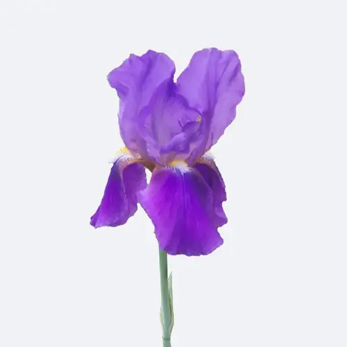 Irises 'Paradise Bird'