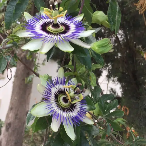 Passion Flower Vine Poisonous For Cats Best Flower Site
