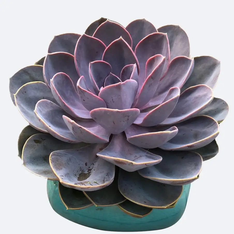 Nwodrinddalhzm Nwodrinddalhzm