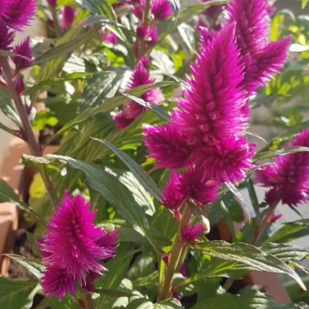 ケイトウ属 Celosia 花言葉 毒性 よくある質問 Picturethis ケイトウ属 Celosia 花言葉 毒性 よくある質問 Picturethis