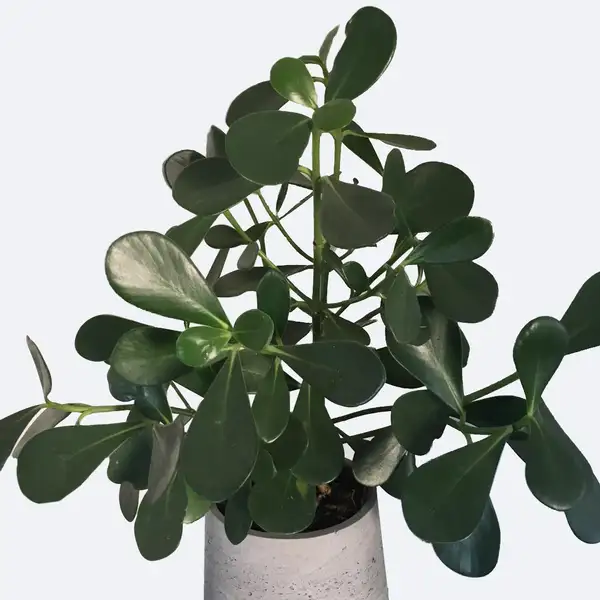 クルシア属 Clusia 花言葉 毒性 よくある質問 Picturethis