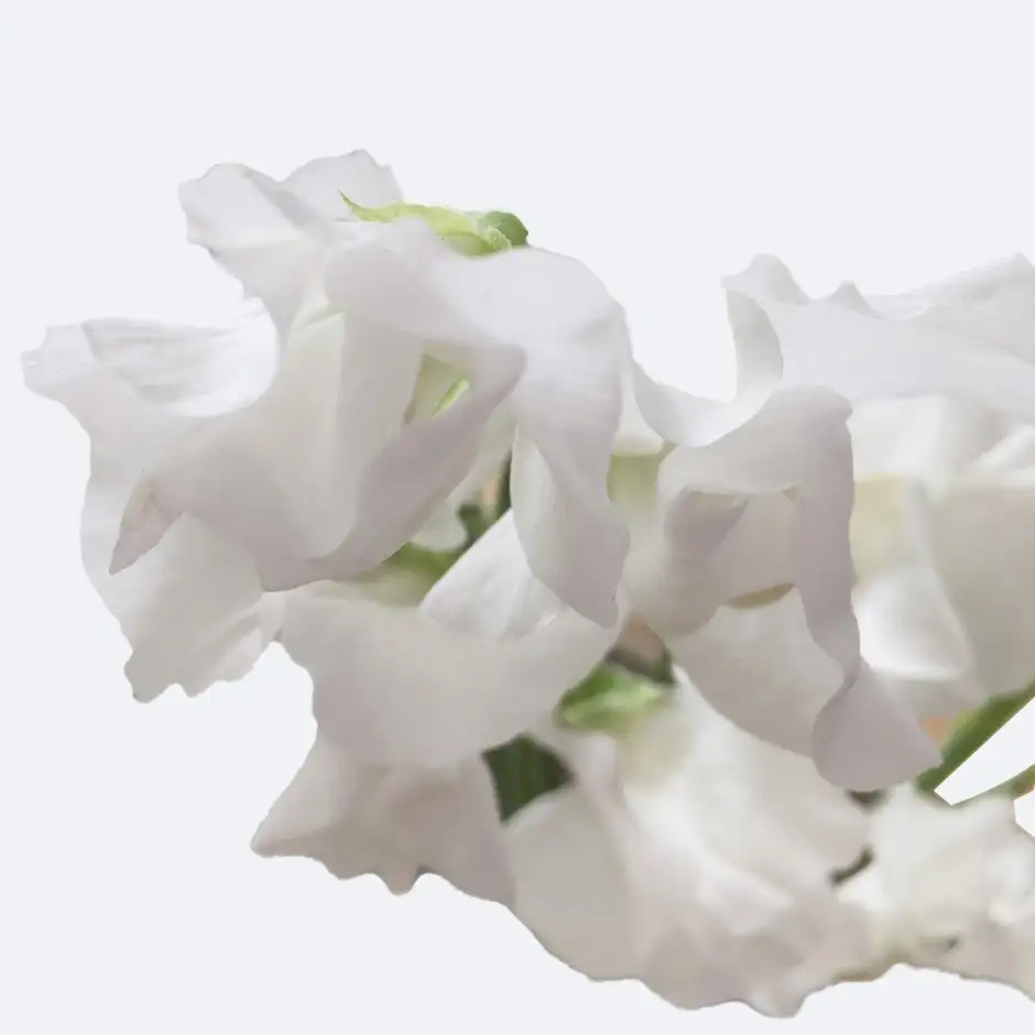 Sweet Pea White Frills Lathyrus Odoratus White Frills Flower Leaf Care Uses Picturethis