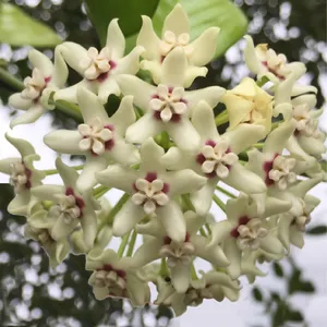 Hoya australis - PictureThis