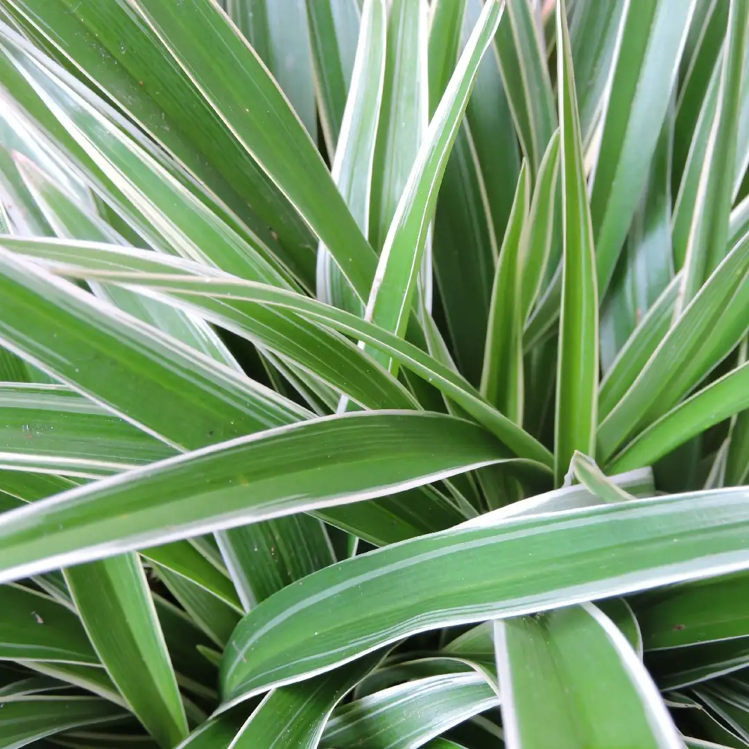 ソトフオリヅルラン 外斑折鶴蘭 Chlorophytum Comosum Variegatum 花言葉 毒性 よくある質問 Picturethis ソトフオリヅルラン 外斑折鶴蘭 Chlorophytum Comosum Variegatum 花言葉 毒性 よくある質問 Picturethis