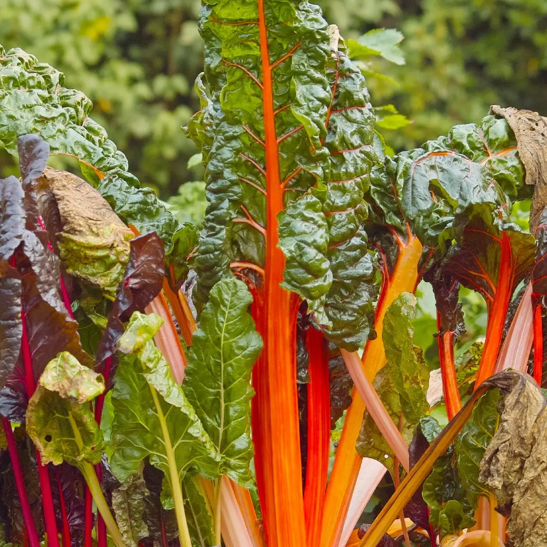 フダンソウ属 Beta 花言葉 毒性 よくある質問 Picturethis