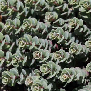 How to Grow and Care for Cliff-dwelling stonecrop