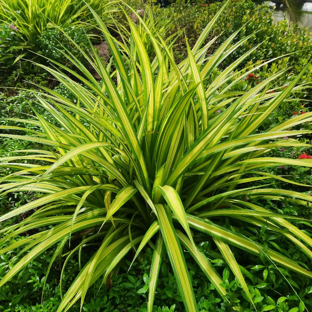 ナカフオリヅルラン Chlorophytum Comosum Vittatum 花言葉 毒性 よくある質問 Picturethis ナカフオリヅルラン Chlorophytum Comosum Vittatum 花言葉 毒性 よくある質問 Picturethis