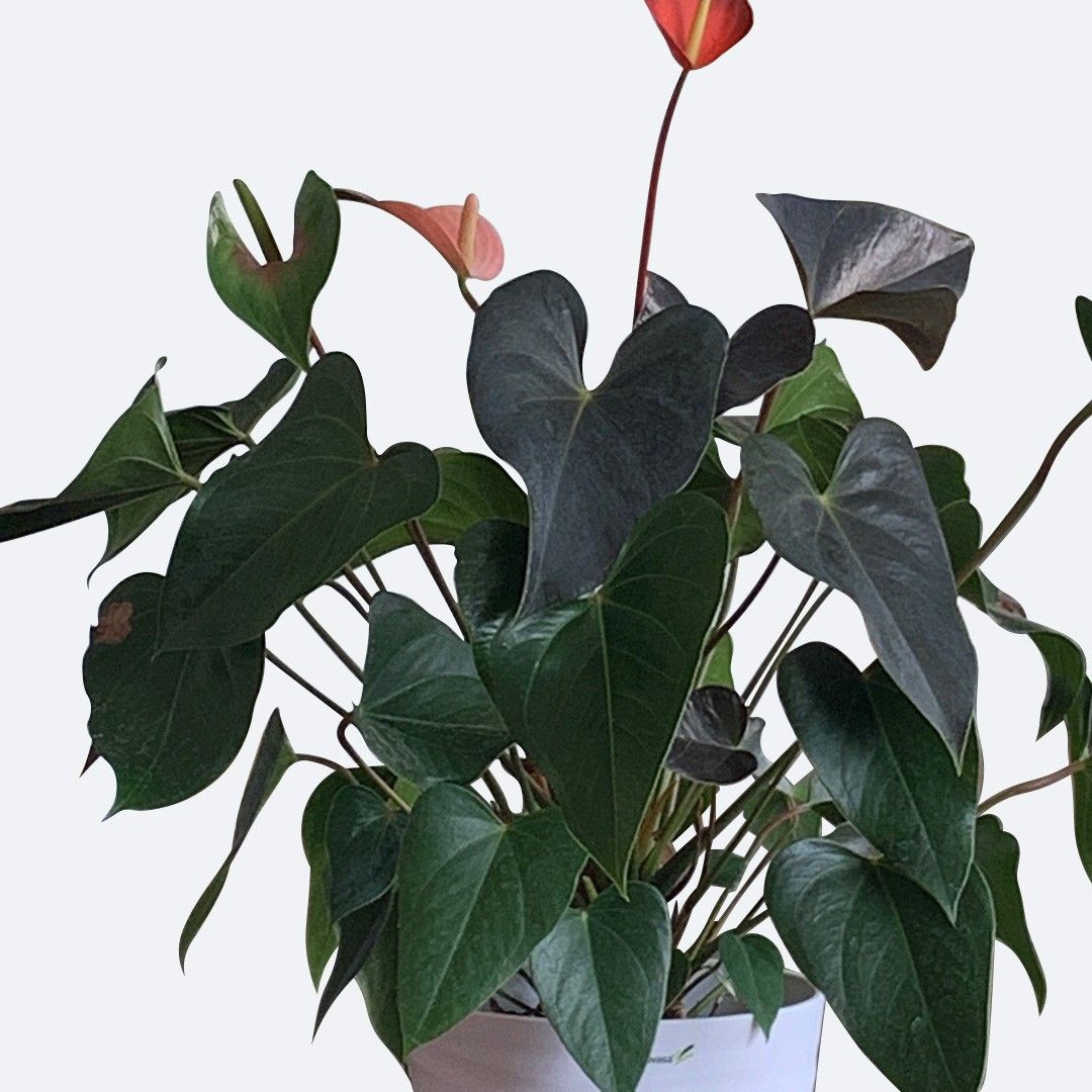 人気セール Anthurium basseae aff×A.luxurians アンスリウム www