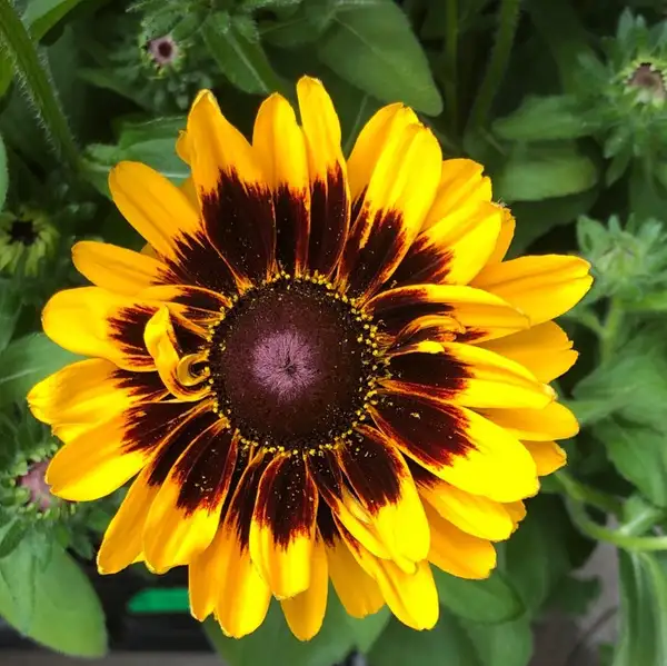 オオハンゴンソウ属 Rudbeckia 花言葉 毒性 よくある質問 Picturethis オオハンゴンソウ属 Rudbeckia 花言葉 毒性 よくある質問 Picturethis