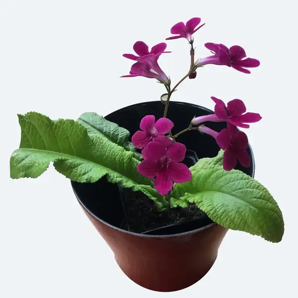 ストレプトカーパスゾク ストレプトカ パス属 Streptocarpus 花言葉 毒性 よくある質問 Picturethis ストレプトカーパスゾク ストレプトカ パス属 Streptocarpus 花言葉 毒性 よくある質問 Picturethis