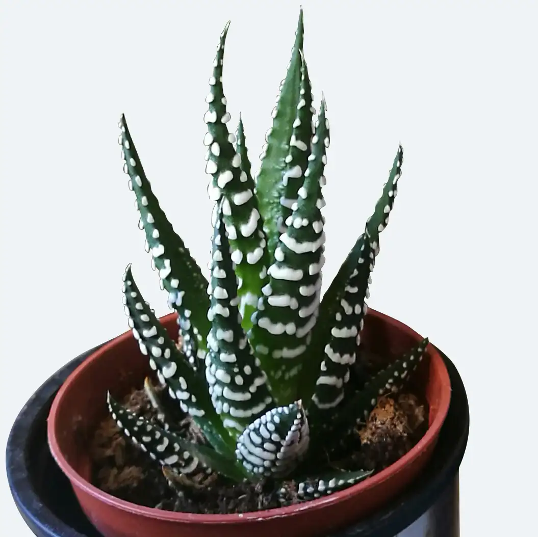 ハオルシア属 Haworthia 花言葉 毒性 よくある質問 Picturethis ハオルシア属 Haworthia 花言葉 毒性 よくある質問 Picturethis