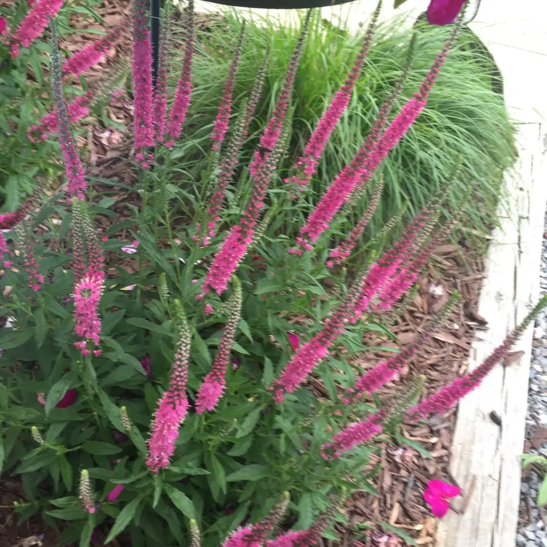 Veronica Spicata Red Fox 花言葉 毒性 よくある質問 Picturethis Veronica Spicata Red Fox 花言葉 毒性 よくある質問 Picturethis