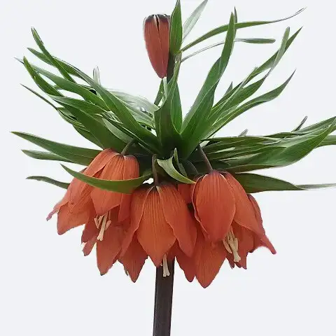 Fritillaria Imperialis Rubra 花言葉 毒性 よくある質問 Picturethis