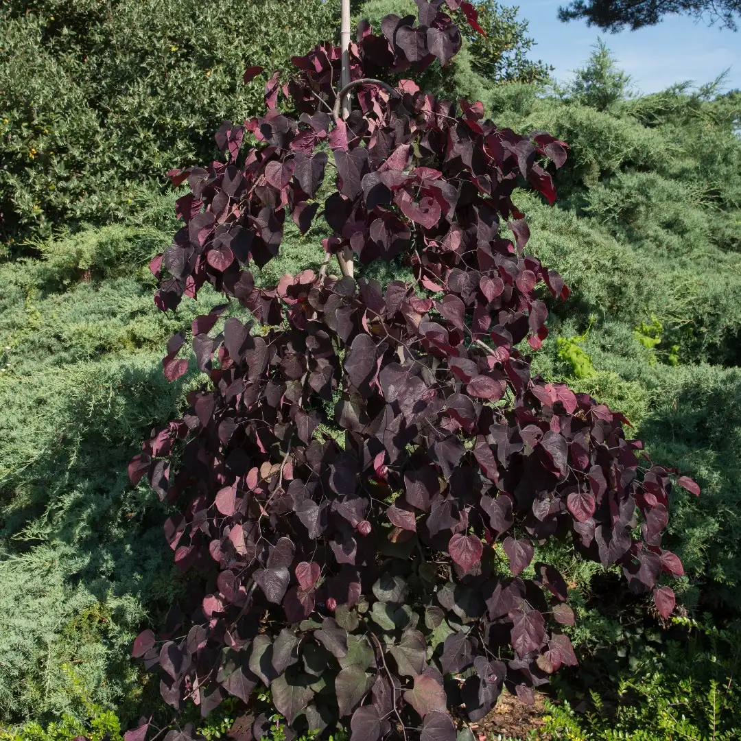 アメリカハナズオウ ルビーフォールズ Cercis Canadensis Ruby Falls 花言葉 毒性 よくある質問 Picturethis