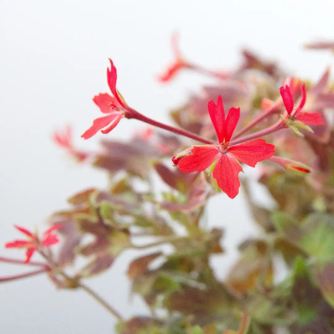 モミジバゼラニウム 紅葉葉ゼラニウム Pelargonium Vancouver Centennial 花言葉 毒性 よくある質問 Picturethis