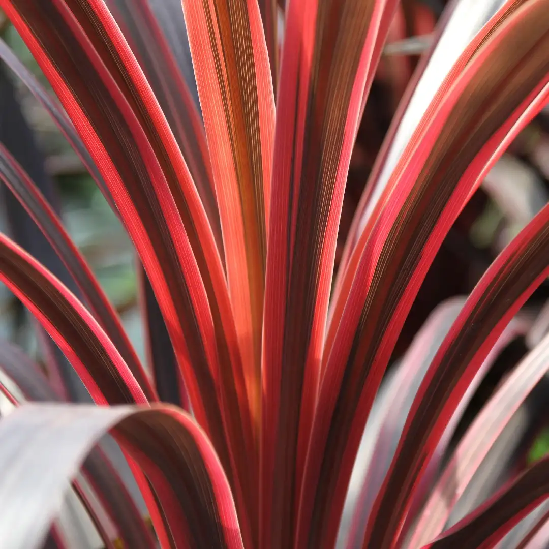 センネンボク属 Cordyline 花言葉 毒性 よくある質問 Picturethis センネンボク属 Cordyline 花言葉 毒性 よくある質問 Picturethis