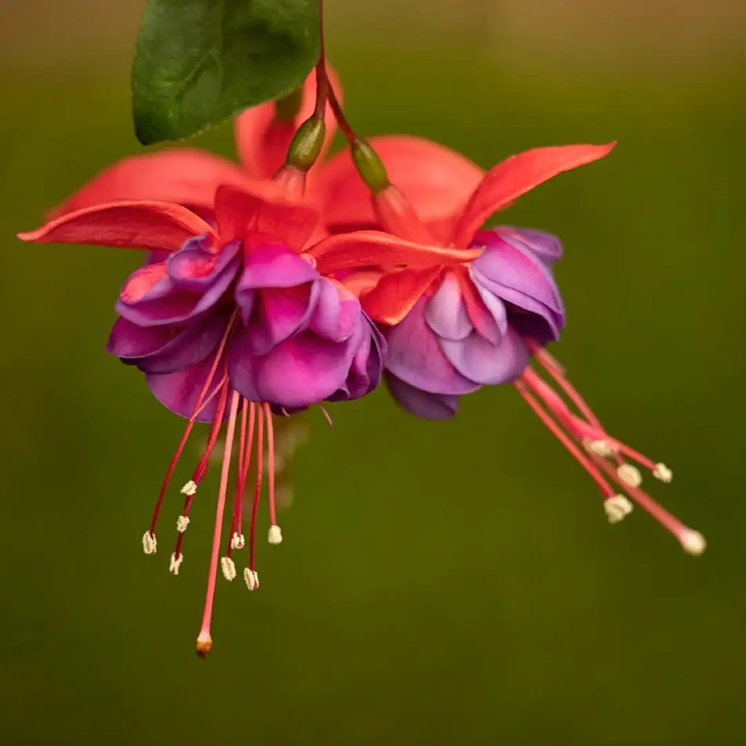 Fuchsia Dark Eyes 花言葉 毒性 よくある質問 Picturethis Fuchsia Dark Eyes 花言葉 毒性 よくある質問 Picturethis