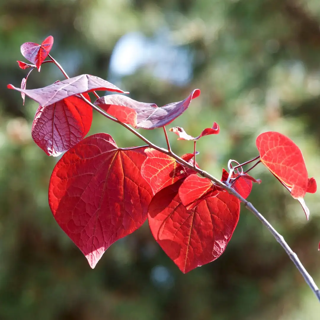 アメリカハナズオウ フォレスト パンシー Cercis Canadensis Forest Pansy 花言葉 毒性 よくある質問 Picturethis アメリカハナズオウ フォレスト パンシー Cercis Canadensis Forest Pansy 花言葉 毒性 よくある質問 Picturethis