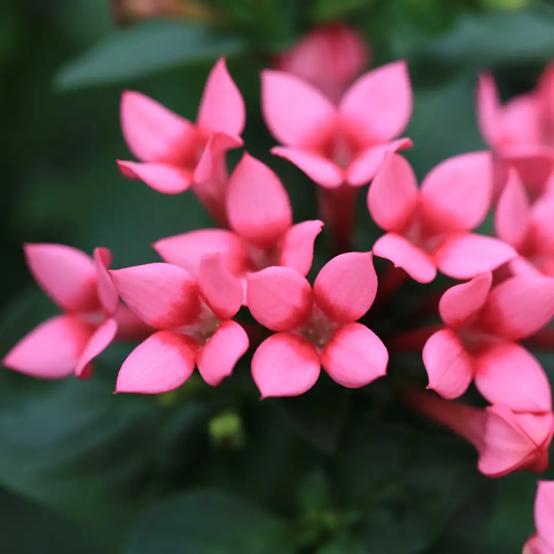 Bouvardia 花言葉 毒性 よくある質問 Picturethis