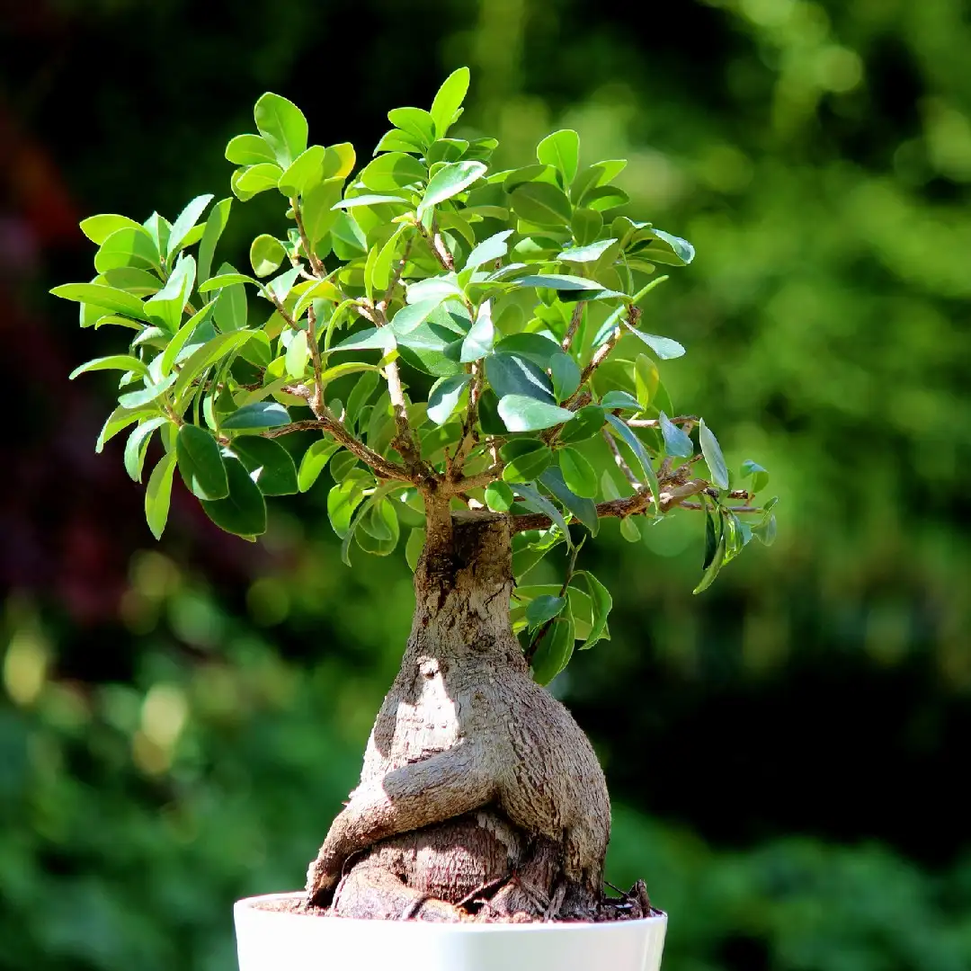Lorbeerfeige Ficus microcarpa 'Ginseng'   PictureThis