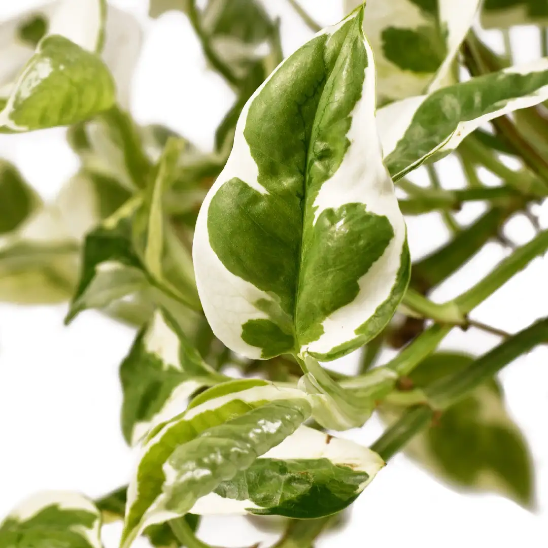 エピプレムナム オウレウム エンジョイ Epipremnum Aureum Njoy 花言葉 毒性 よくある質問 Picturethis エピプレムナム オウレウム エンジョイ Epipremnum Aureum Njoy 花言葉 毒性 よくある質問 Picturethis