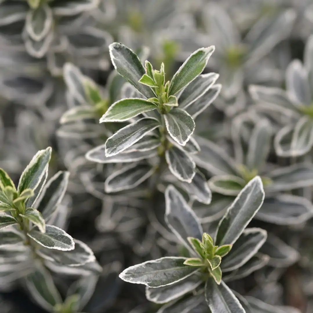 ニシキギゾク ニシキギ属 Euonymus 花言葉 毒性 よくある質問 Picturethis ニシキギゾク ニシキギ属 Euonymus 花言葉 毒性 よくある質問 Picturethis