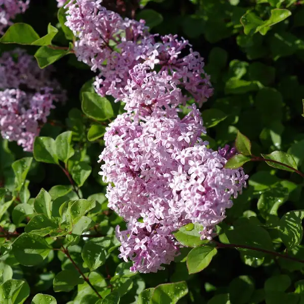 ハシドイ属 Syringa 花言葉 毒性 よくある質問 Picturethis ハシドイ属 Syringa 花言葉 毒性 よくある質問 Picturethis