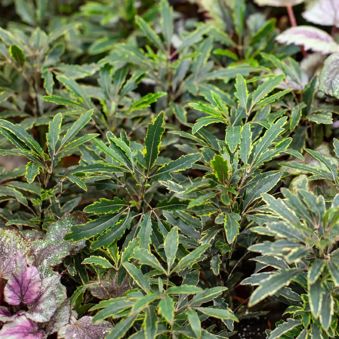 プレランドラ属 Plerandra 花言葉 毒性 よくある質問 Picturethis プレランドラ属 Plerandra 花言葉 毒性 よくある質問 Picturethis