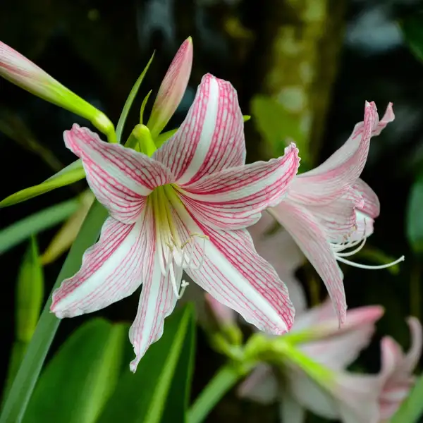 シロスジアマリリス Hippeastrum Reticulatum 花言葉 毒性 よくある質問 Picturethis