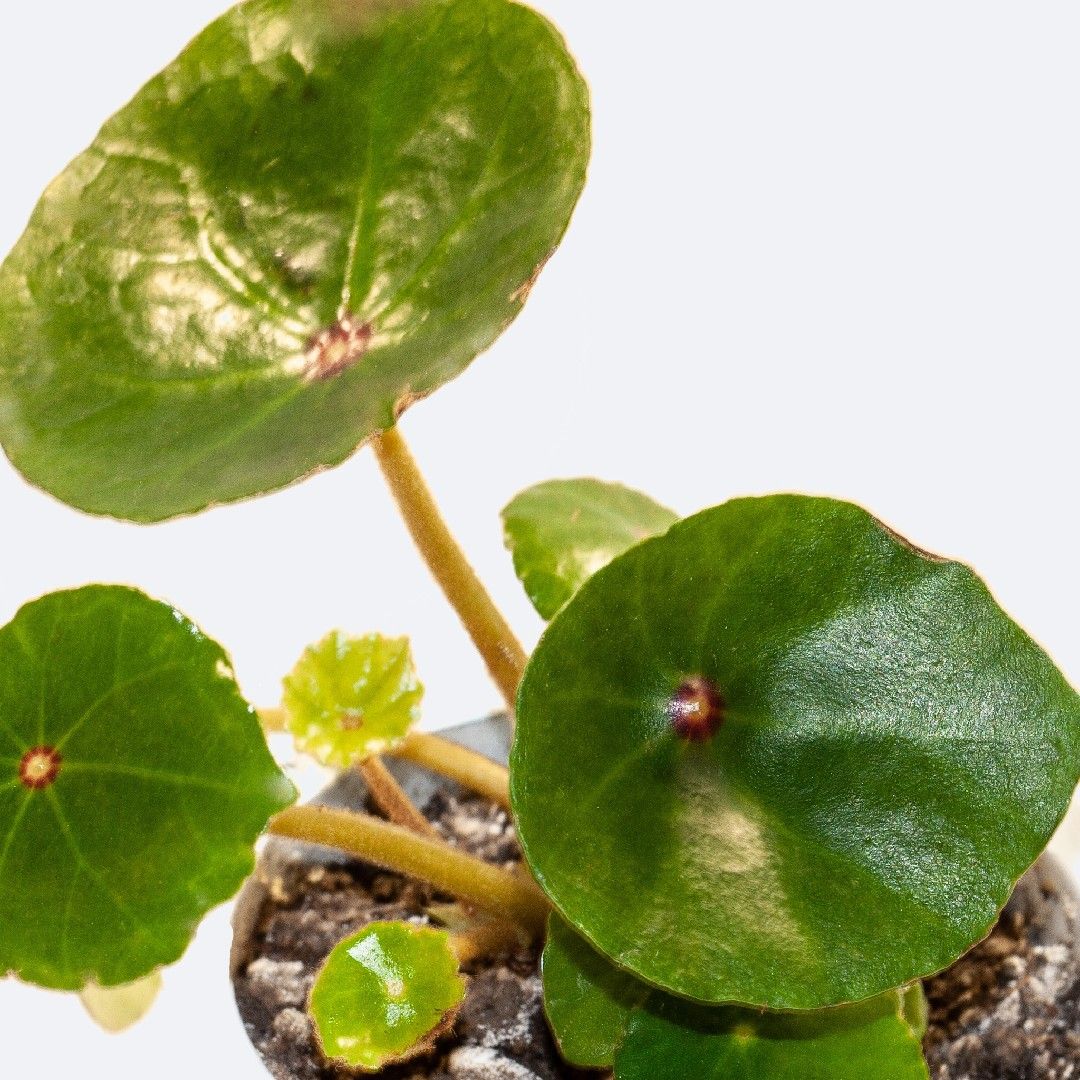 ベゴニア・コンキフォリア (Begonia conchifolia) 花言葉，毒性，よくある質問 - PictureThis