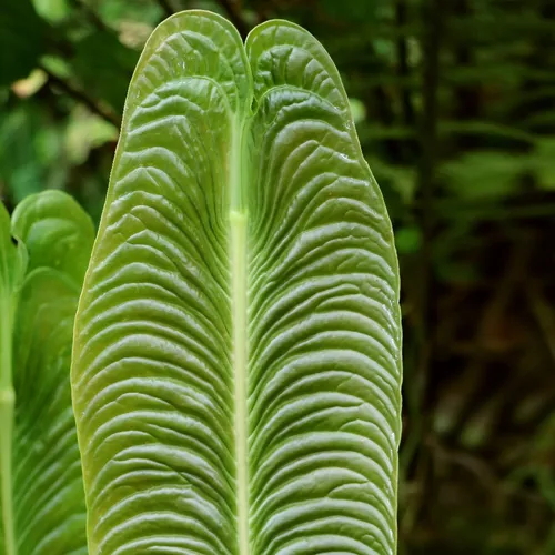 アンスリウム・ベイチー (Anthurium veitchii) - PictureThis