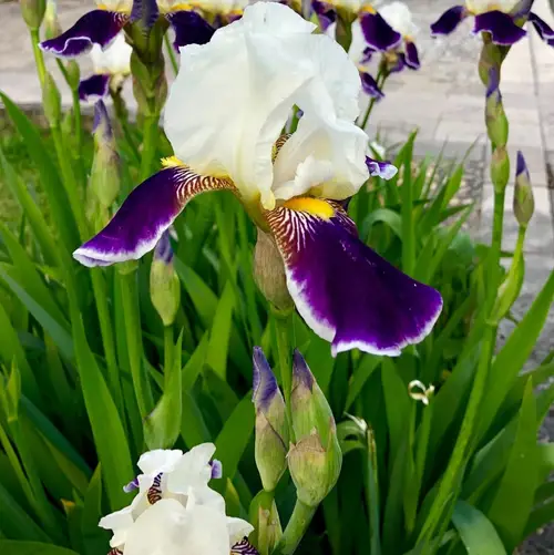 Bearded iris 'Wabash'