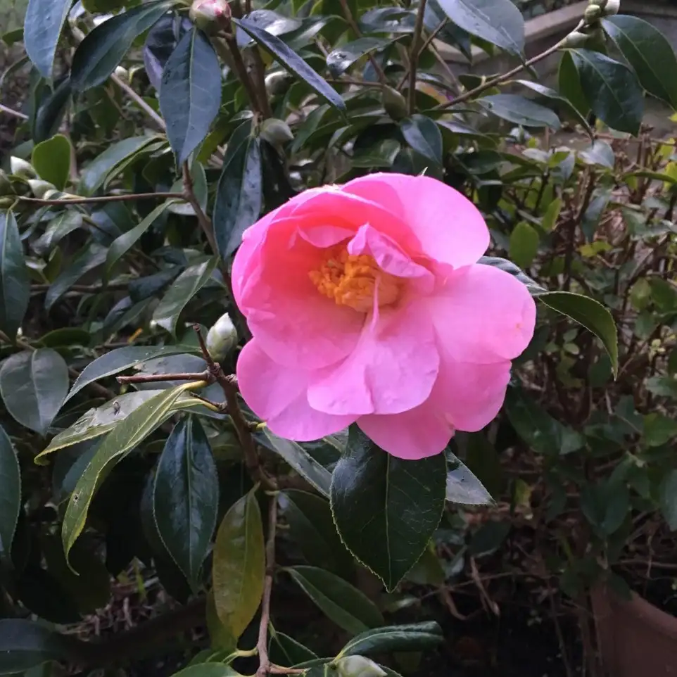Camellia pitardii Cuidados (Plantando, Fertilizantes, Enfermedades) -  PictureThis