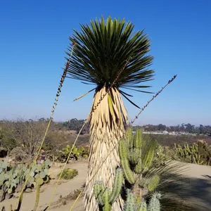 ユッカ・カルネロサーナ (Yucca carnerosana) - PictureThis