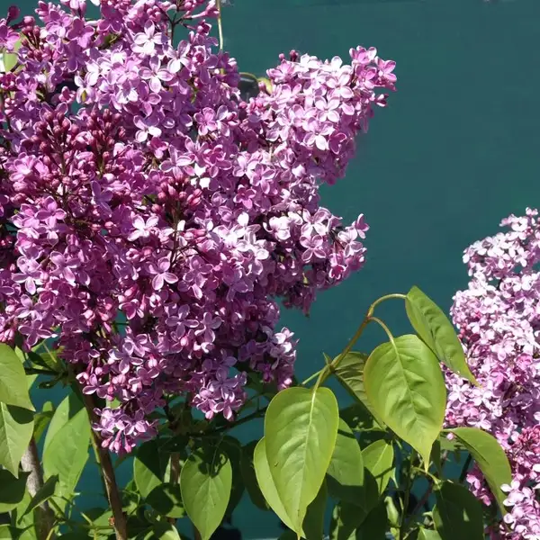 ハシドイ属 Syringa 花言葉 毒性 よくある質問 Picturethis ハシドイ属 Syringa 花言葉 毒性 よくある質問 Picturethis