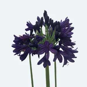 Agapanthus 'Royal Velvet'の育て方と世話の仕方