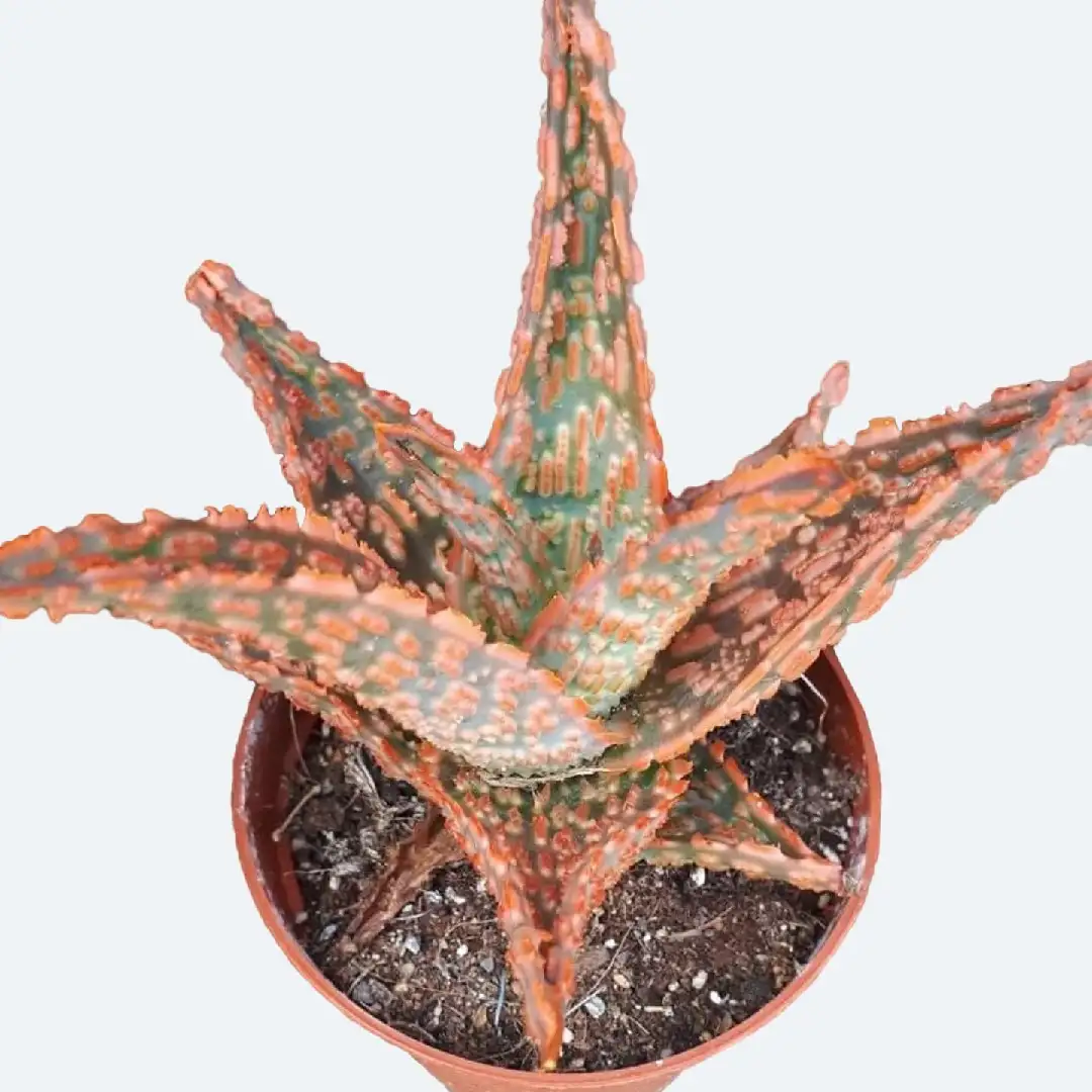 アロエ ゼブリナ ダニーズ Aloe Zebrina Dannyz 花言葉 毒性 よくある質問 Picturethis アロエ ゼブリナ ダニーズ Aloe Zebrina Dannyz 花言葉 毒性 よくある質問 Picturethis