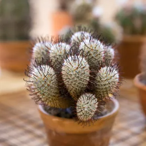 マミラリア ペレスデラロサエ (Mammillaria bombycina subsp. perezdelarosae) - PictureThis