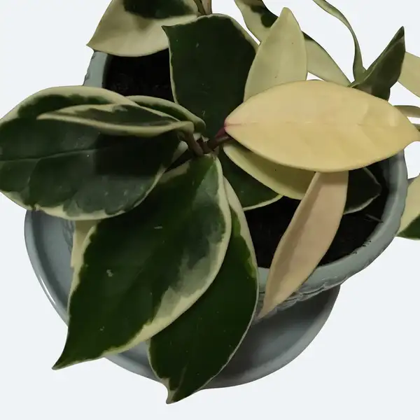 ホヤ属 Hoya 花言葉 毒性 よくある質問 Picturethis ホヤ属 Hoya 花言葉 毒性 よくある質問 Picturethis