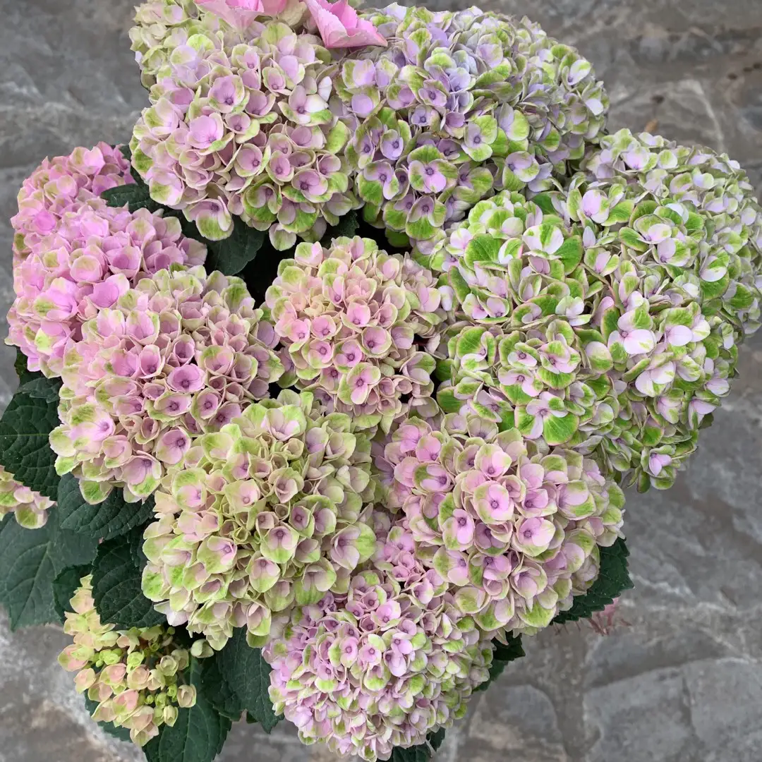 Hydrangea macrophylla 'Amethyst' Cuidados (Plantando, Fertilizantes,  Enfermedades) - PictureThis