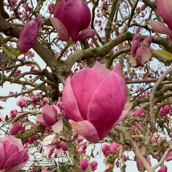 Magnolia - PictureThis