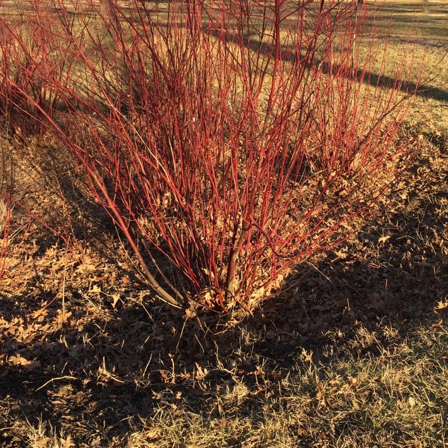 what is dogwood used for