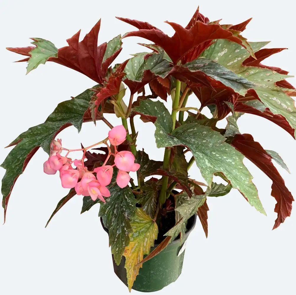 Begonia 'Lana' Cuidados (Plantando, Fertilizantes, Enfermedades) -  PictureThis