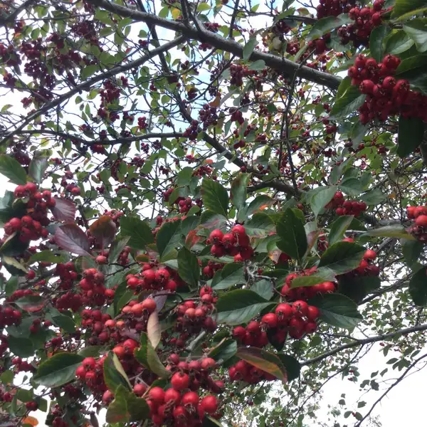 サンザシ属 Crataegus 花言葉 毒性 よくある質問 Picturethis サンザシ属 Crataegus 花言葉 毒性 よくある質問 Picturethis