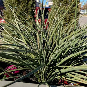 ヘスペラロエ・フニフェラ (Hesperaloe funifera) - PictureThis