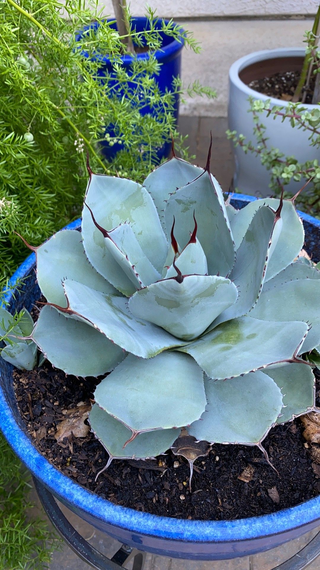 アガベ オバティフォリア綴化 Agave ovatifolia f. cristata超 輸入株 抜き苗は アガベの珍品 美種 綴化群生株(アガベ)｜売買されたオークション情報、yahooの商品情報をアーカイブ公開  - オークファ 観葉植物