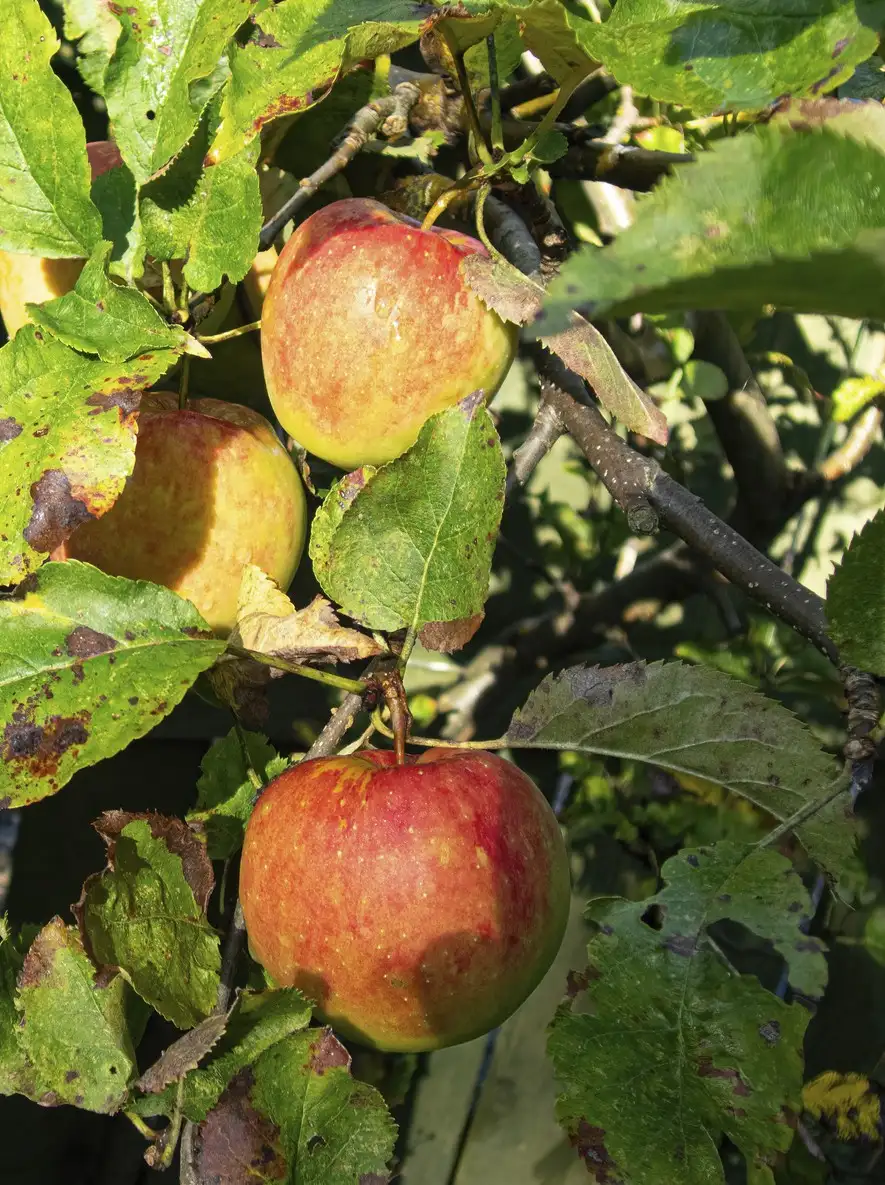 Malus Domestica Cox S Orange Pippin 花言葉 毒性 よくある質問 Picturethis Malus Domestica Cox S Orange Pippin 花言葉 毒性 よくある質問 Picturethis