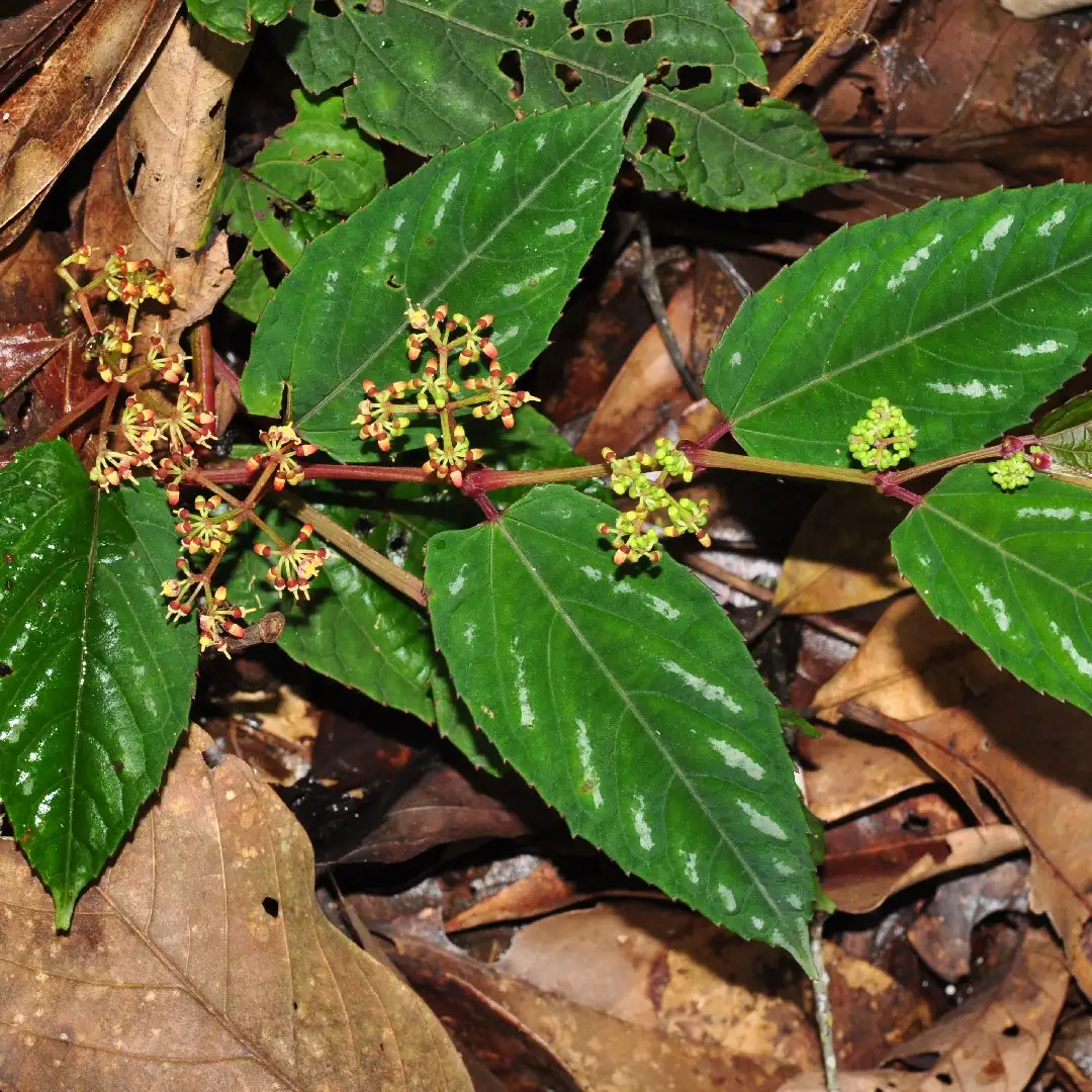 シッサス属 Cissus 花言葉 毒性 よくある質問 Picturethis